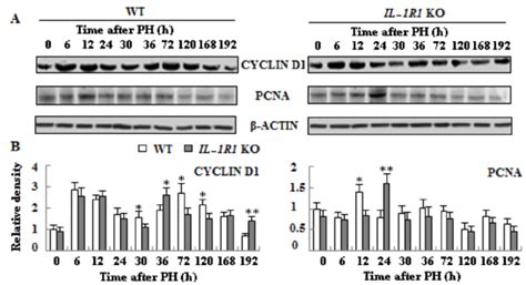 The Expression Levels Of Cyclin Related Protein Cyclin D And