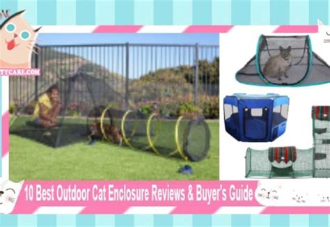 10 Best Smart Cat Feeder Reviews And Buyers Guide Top Kitty Cats Care