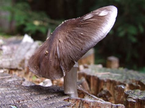 Pluteus Cervinus Museu Virtual Biodiversidade