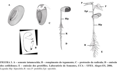 Scielo Brasil Morfologia De Frutos Sementes E Pl Ntulas E