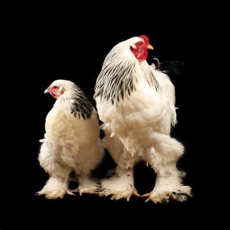 Light Brahma Chickens