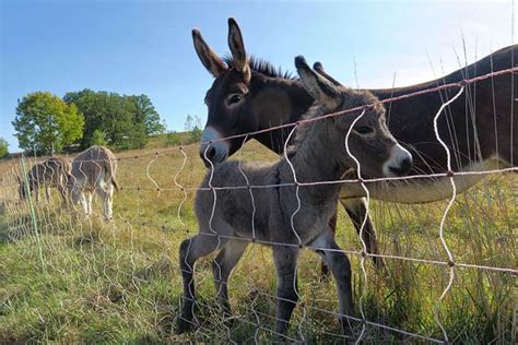 long   baby donkey stay   mother