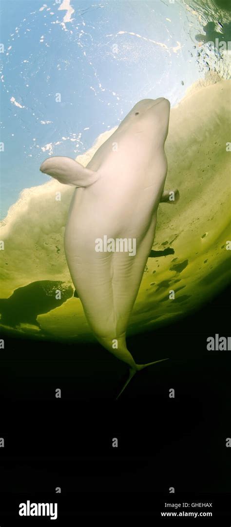 Beluga Whale Swim Under Ice White Whale Delphinapterus Leucas Arctic