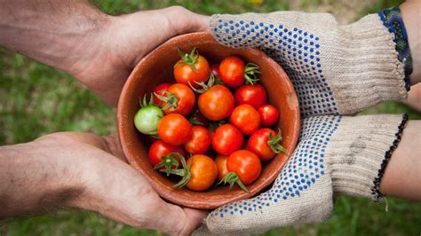 Food Security For Sustainable Food System Intellidigest