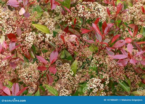 Photinia Red Robin Hedge With White Flowers In Spring Garden Stock