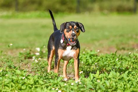 Beagle Pit Beagle And Pitbull Mix Info Pictures Facts Faqs And More