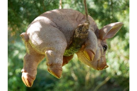 Hanging Pig