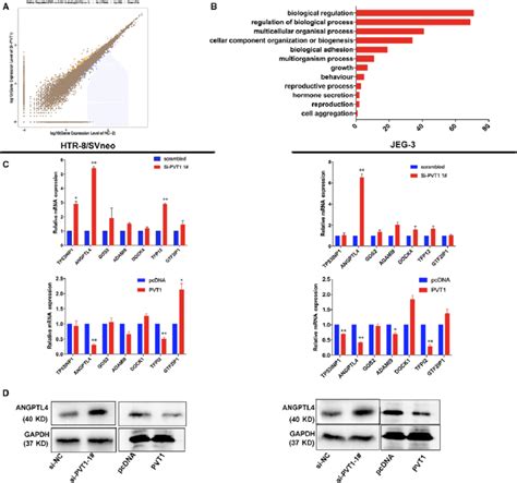 Pvt1 Knockdown Increases Genes Expression Which Contributed To The Cell Download Scientific