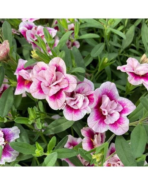 Calibrachoa Annuelle Uno Double Pinktastic Rose