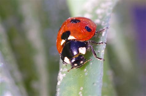 Ladybird by themagz7 - Pentax User