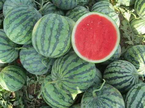 New watermelon varieties offering solutions for the chain - Global