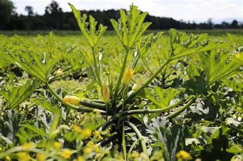 Doit On Tailler Les Pieds De Courgettes Conseils Utiles Pour Une