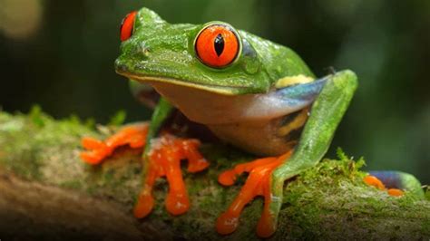 Rana Arb Rea De Ojos Rojos Calzonuda Agalychnis Callidryas Youtube