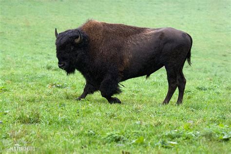 American Bison Photos, American Bison Images, Nature Wildlife Pictures ...
