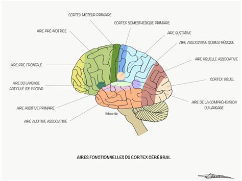 Aires Fonctionnelles Du Cortex C R Bral Fiches Ide