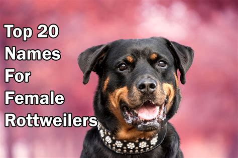 Best uncommon Rottweiler Names that you would find cool