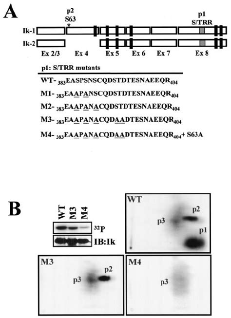 Characterization Of The Major Phosphorylated Residues In Ikaros A