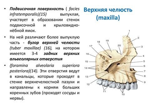 Общая краниология. Общие сведения о черепе - презентация онлайн