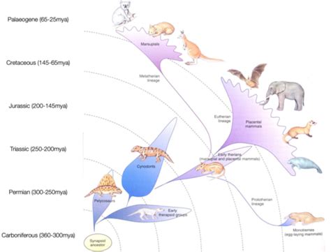 Biol Biodiversity Mammals Module Flashcards Quizlet