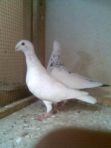 German Beauty Pigeons Racing Pigeons For Sale Homing Pigeons For