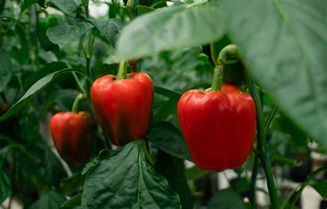 Growing Bell Peppers The Hotter The Capsicum The More Heat It Needs