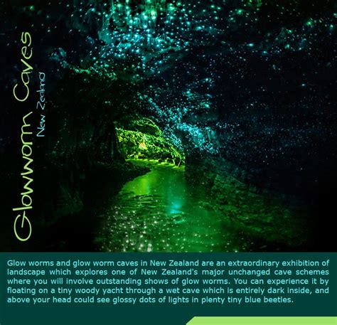 Glowworm Caves - New Zealand : Glow worms and glow worm #caves in New ...