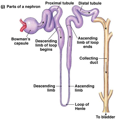 Diagram Of A Nephron For Labeling