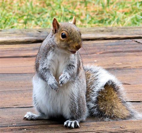 Squirrel Removal - Icon Pest - Pest & Wildlife Control Services