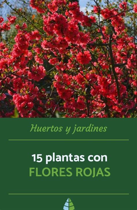 Los Arbustos Florales M S Hermosos Descubre Los Nombres De Arbustos