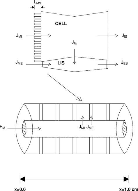 Schematic Representation Of Proximal Tubule Epithelium Consisting Of Download Scientific