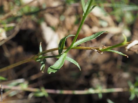 Wahlenbergia Queenslandica