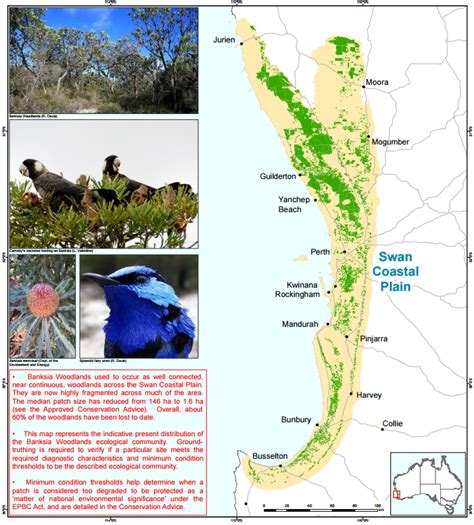 Threatenedspecies Of The Week Banksia Woodlands Of The Swan Coastal