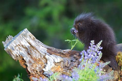 25 Photos of Unusual Baby Animals