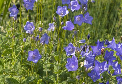 Campanula Bell Flower Care Best Flower Site