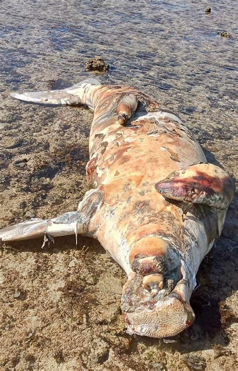 Lagi Dugong Terdampar Mati Di Pulau Morotai Mongabay Co Id