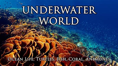 Underwater World Relax Under The Sea Calm Ocean Water Sounds Music