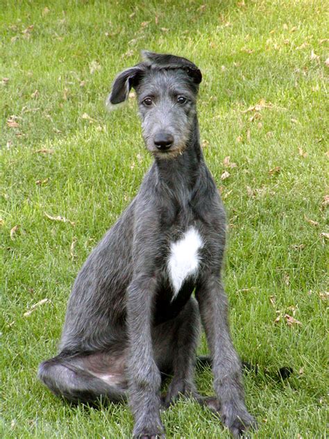 Irish Deerhound Puppies