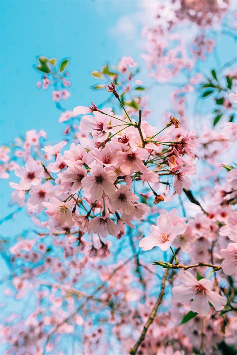 Cherry Blossom Anime Aesthetic Wallpapers - Wallpaper Cave