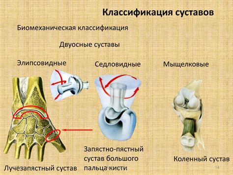 Типы соединения костей - online presentation