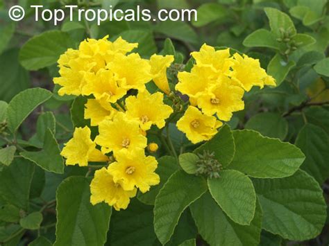 Cordia Lutea Yellow Geiger Muyuyo