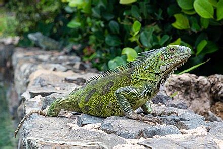 Iguana iguana - Wikispecies