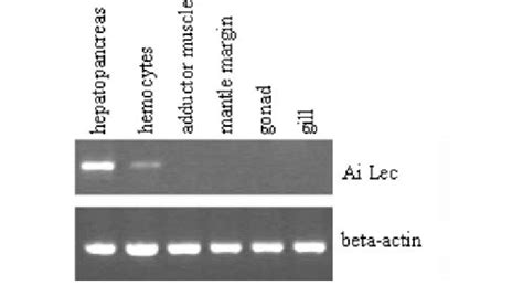 Tissue Distribution Of Ai Lec Gene Expression By Rt Pcr Analysis