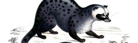 Common Palm Civet Faunafocus
