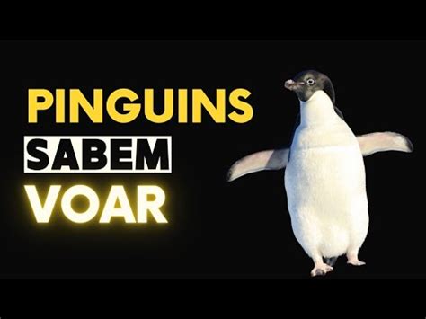 A História dos Pinguins O Pinguim que aprendeu a voar YouTube