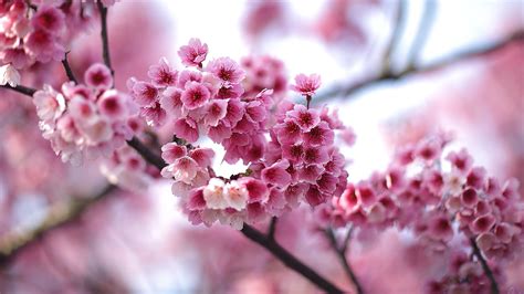 Pink Flowers Flowers Photography Branch Cherry Blossom Blossom