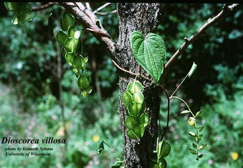 Dioscorea Villosa Photos Isb Atlas Of Florida Plants Isb Atlas