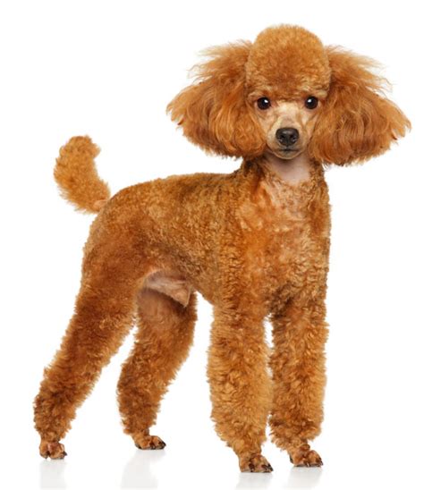 Are Miniature Poodles Smart