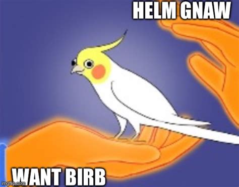 Birb Imgflip
