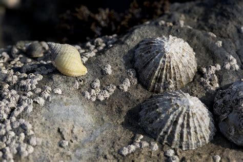 Nature's Strongest Material: Sea Snail Teeth | The Mary Sue