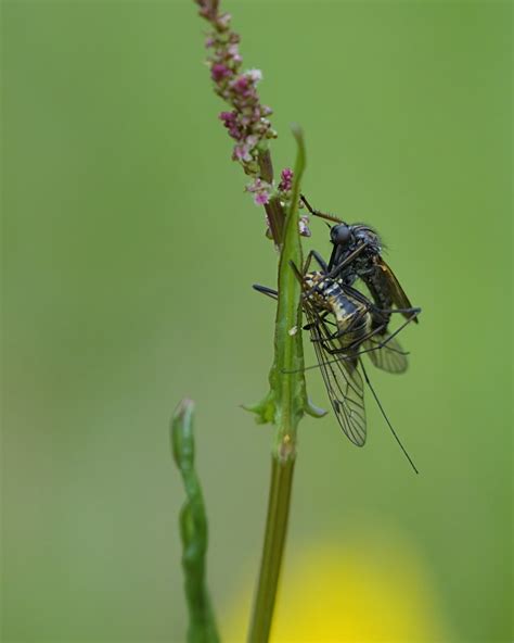 R F Insecta Diptera Empididae Empis Euempis